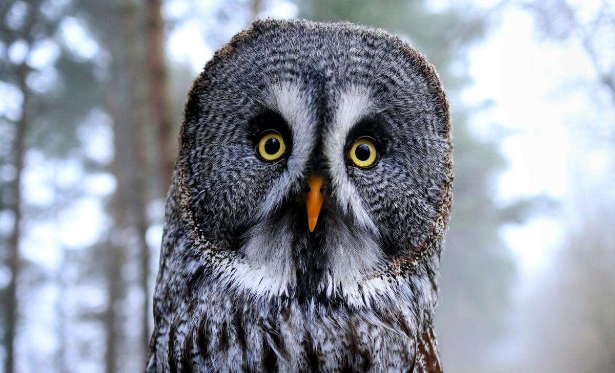 Animals with strong site fidelity face an uncertain future