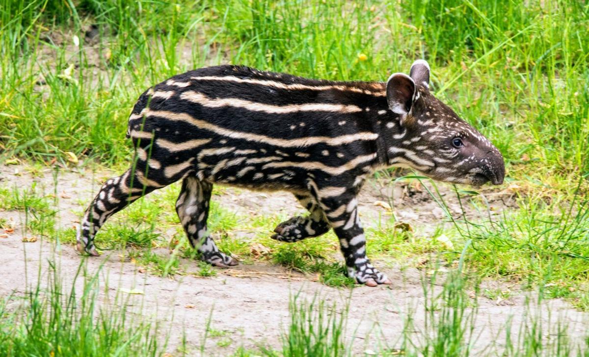 Lowland tapirs in the Atlantic Forest are at risk of extinction