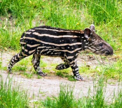 2022/01/Tapirs.jpg