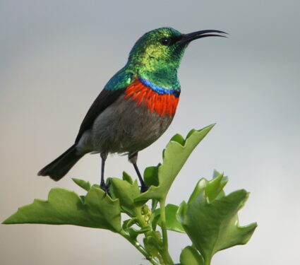 African-sunbirds.jpg