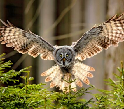 Owl-wings.jpg
