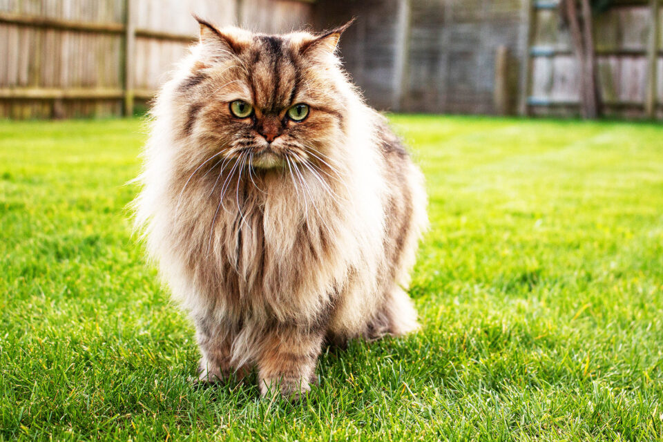 Are Cats Domesticated?