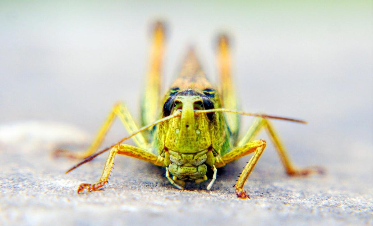 Locusts have a surprisingly simple way of sensing smells