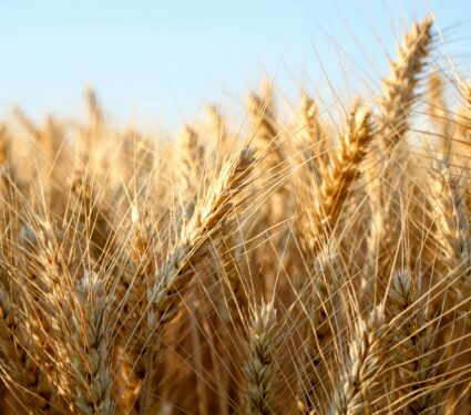 Barley.jpg