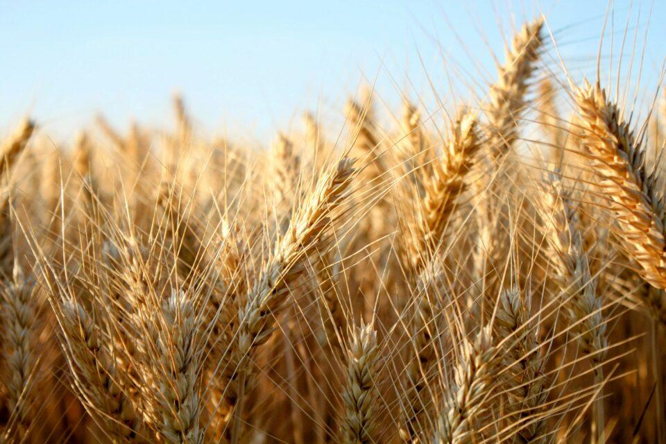 Barley was bred for exceptional qualities in the 19th century