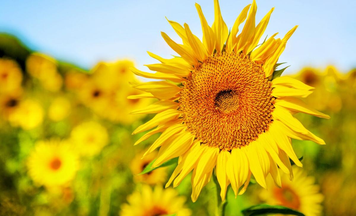 "Invisible" colors in sunflowers do more than just attract bees
