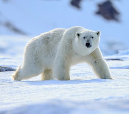 2022/01/Polar-bear-2.jpg