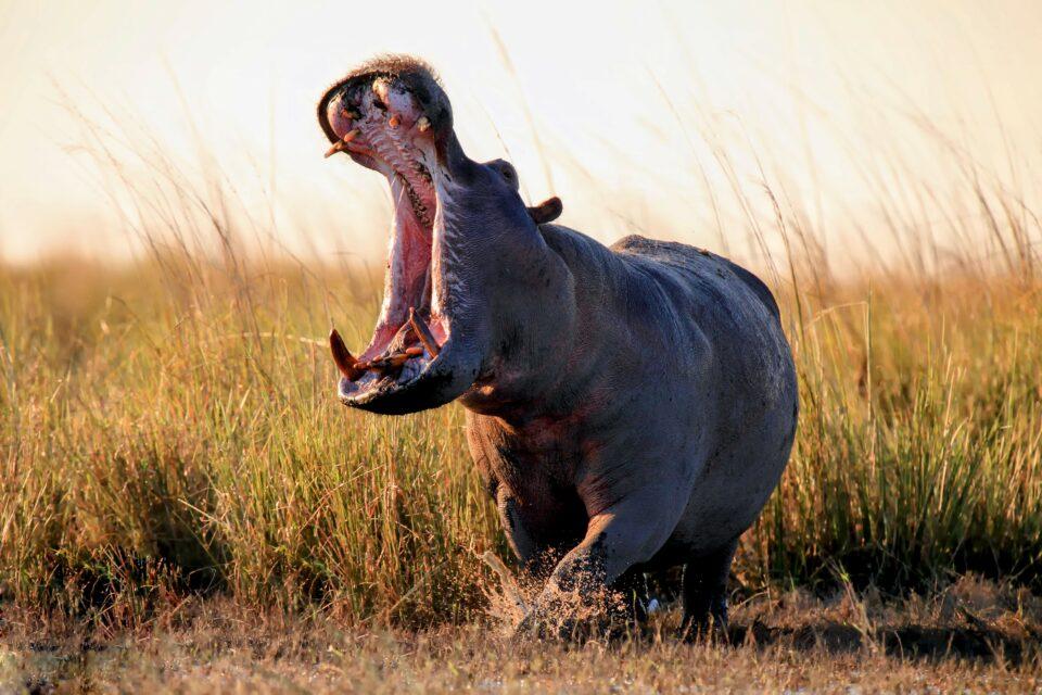 Sweeping changes needed to reverse biodiversity loss
