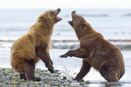 Brown Bear, Ursos arctos, fighting along edge of coastal creek Katmai, Alaska, USA