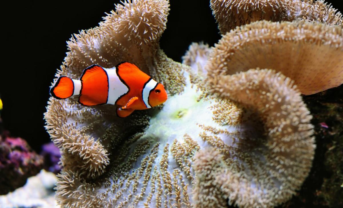 Mediterranean coral populations collapse after repeated heatwaves