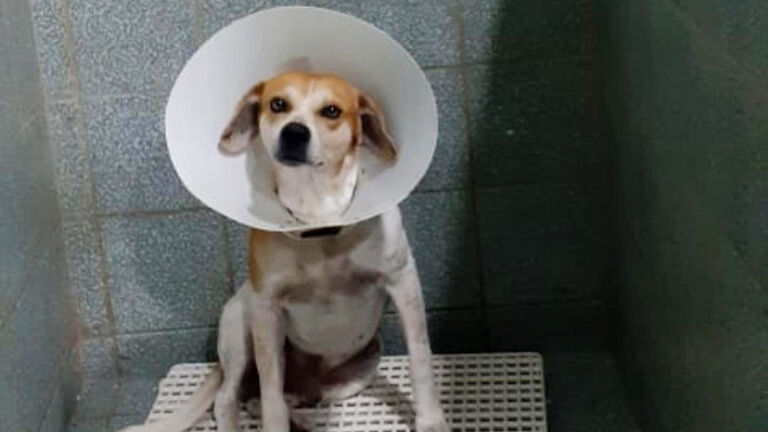 What about the “daddy”?