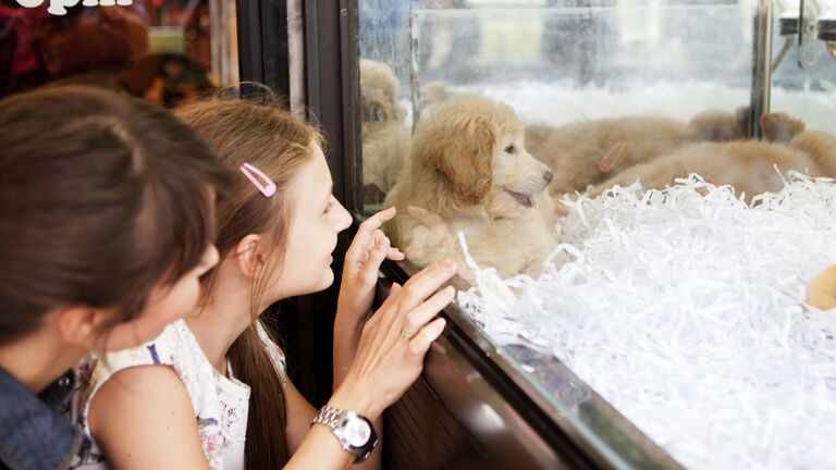 “Available for adoption”