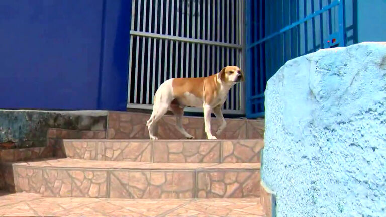 Meeting the second stray