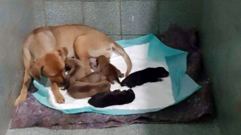 “This mom chose you”