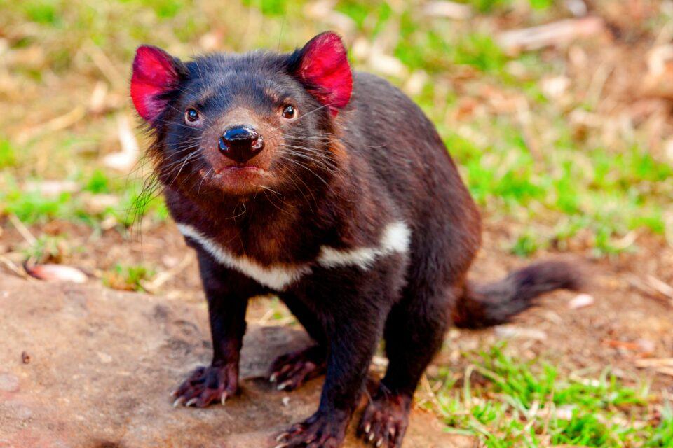 Surprising study reveals that Tasmanian devils are picky eaters