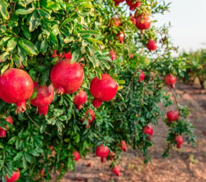 Pomegranate.jpg