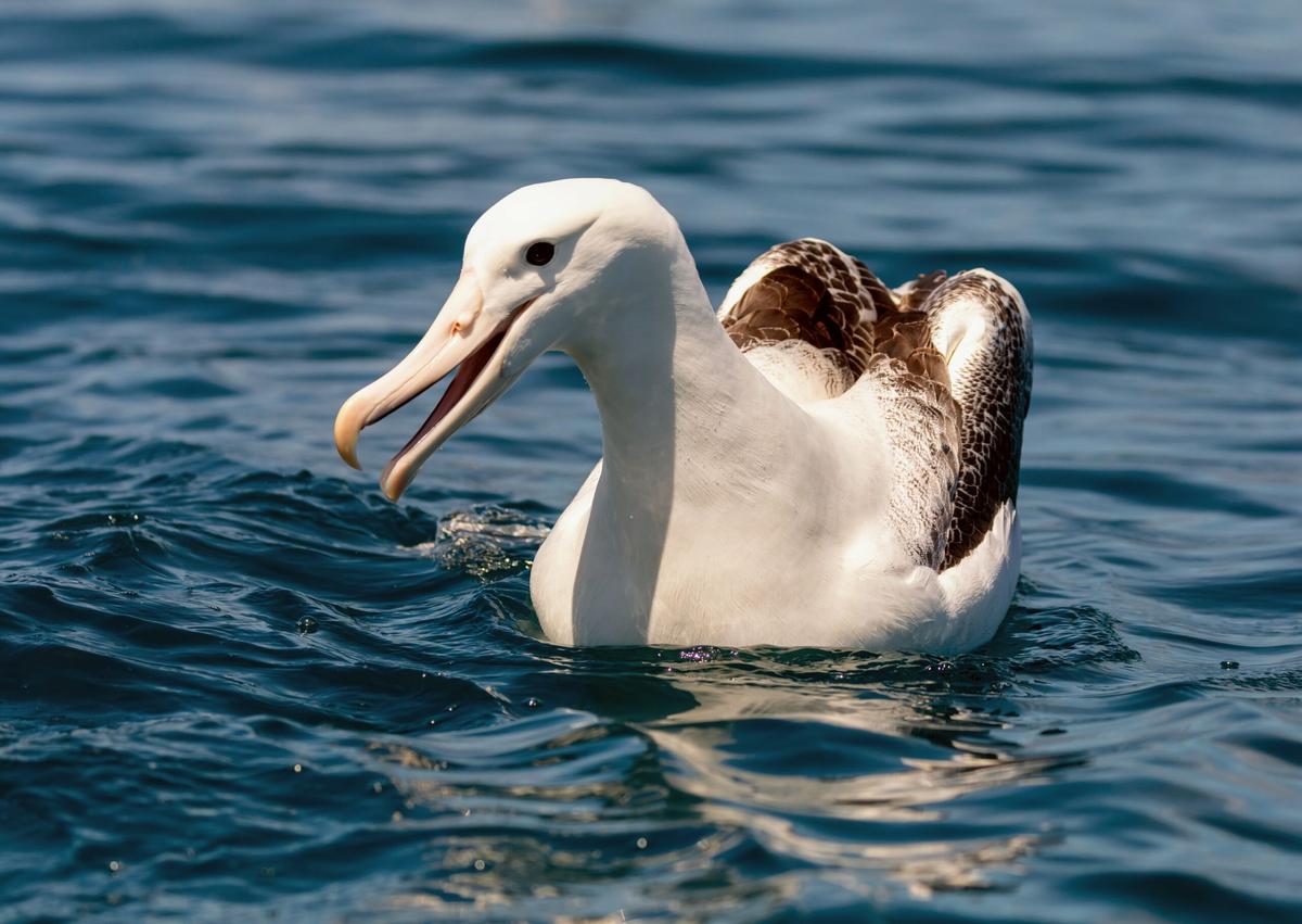 Albatrosses can dive much deeper than previously thought