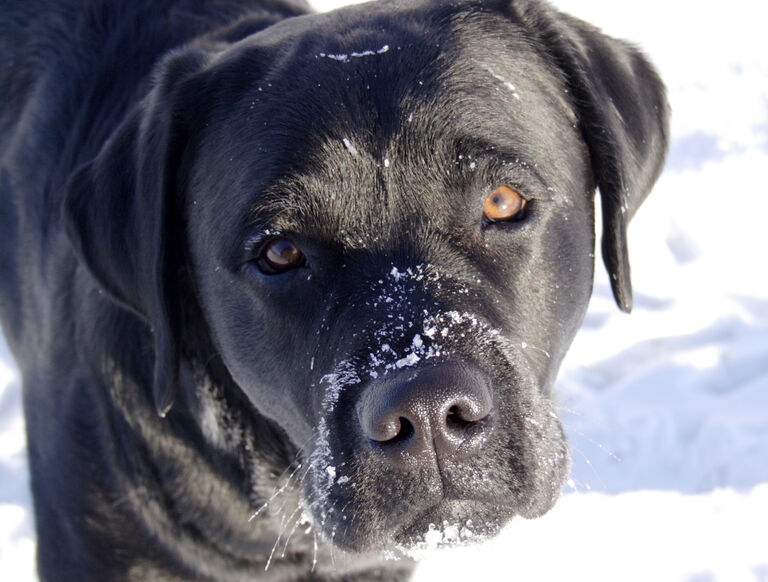 Best Dog In The World