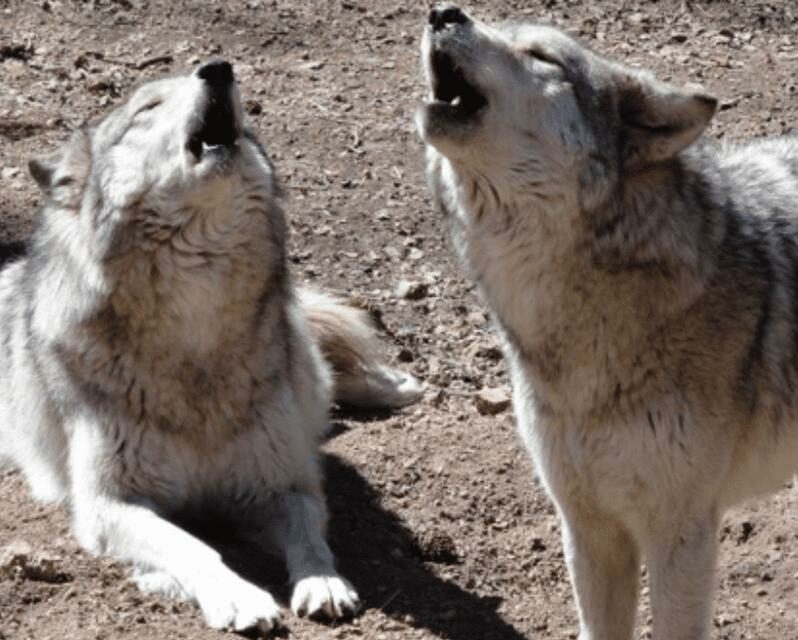 Wolf Siblings