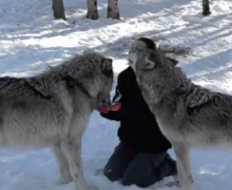 Part Of The Pack