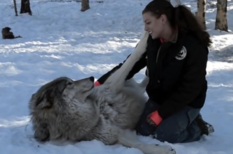 Gentle Giant