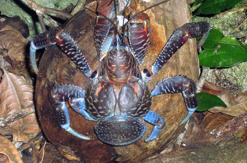 De-Extinction Or Endangered