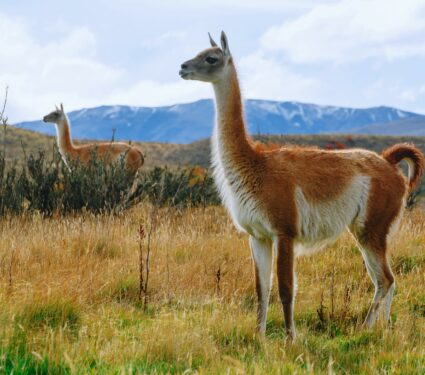 2022/01/Guanacos.jpg