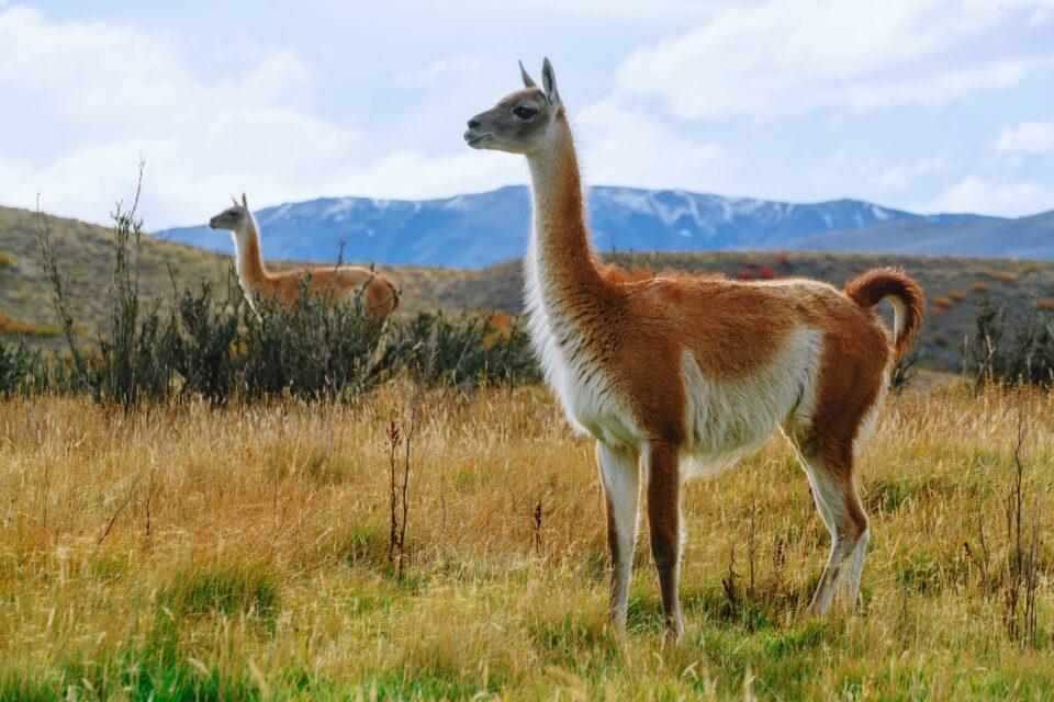 Vicuñas and guanacos decimated by mange outbreak