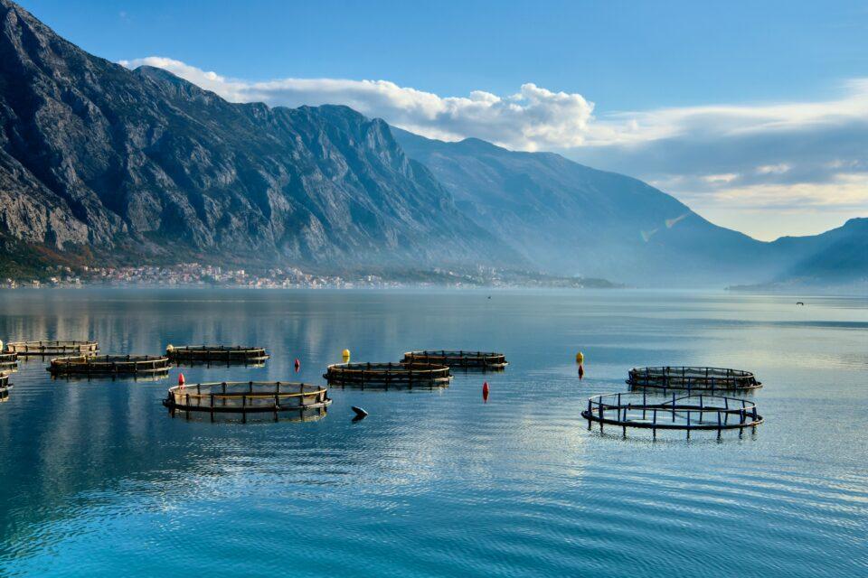Mariculture is highly sustainable and climate friendly