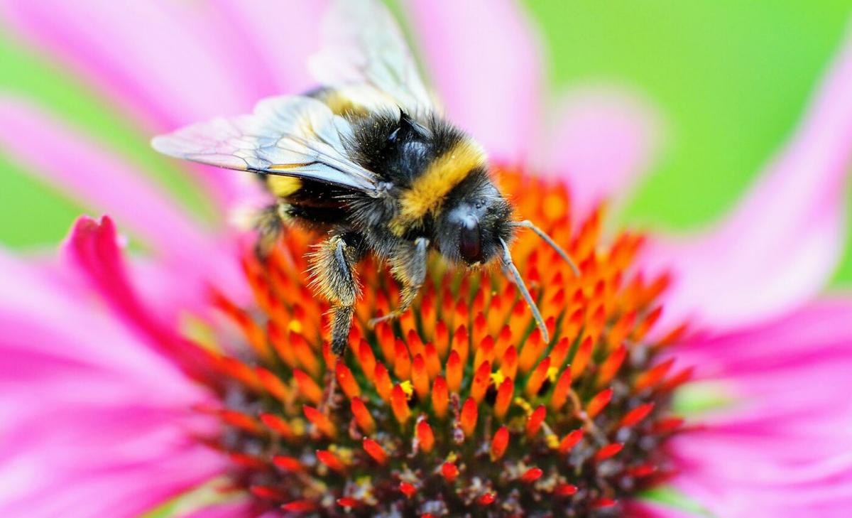 A balanced diet improves bumblebee health