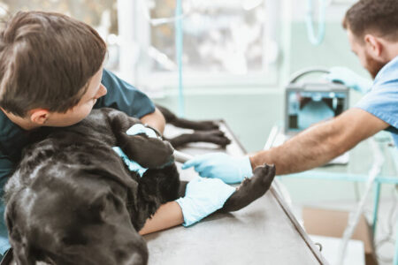 2022/01/11veterinariandoingultrasoundondog-768w.jpg
