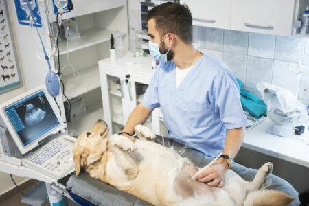 2022/01/10veterinariandoingultrasoundondog-768w.jpg