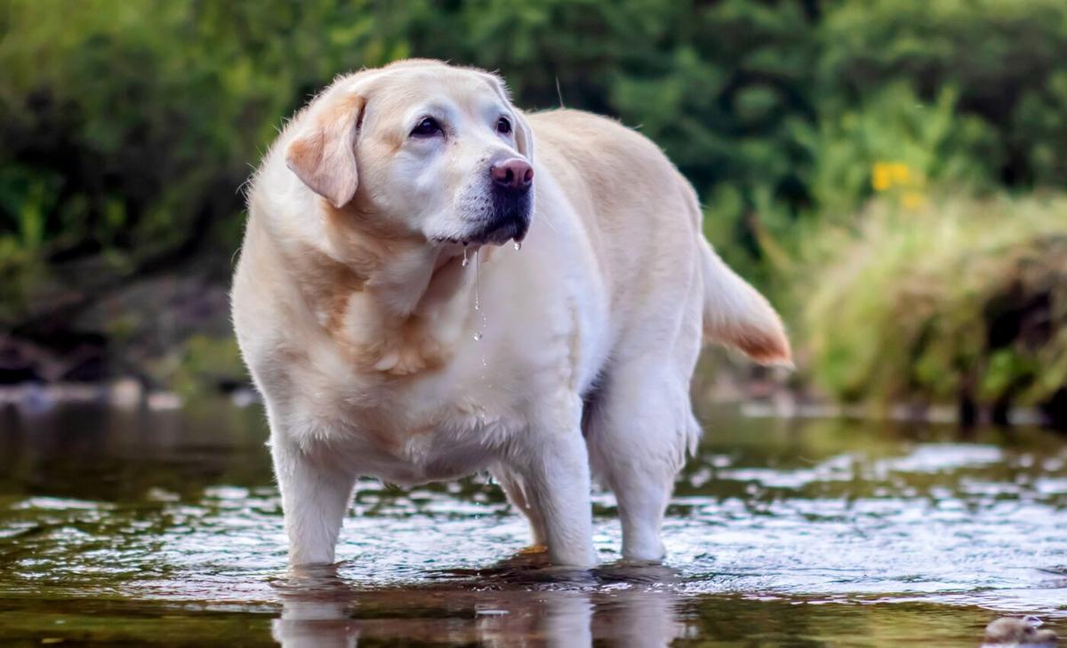 A diet rich in fiber and protein can help overweight dogs