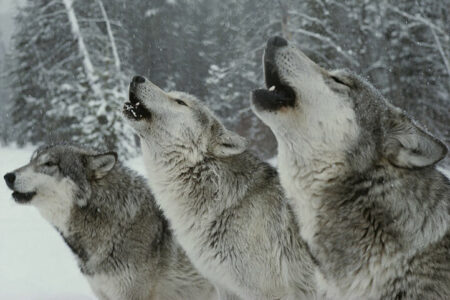 2022/01/wolves-howling-768w.jpg