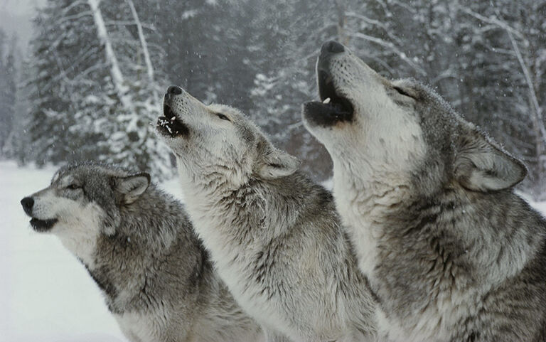 Hunters on the Attack