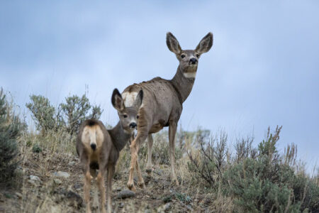 2022/01/deer-in-yellowstone-768w.jpg