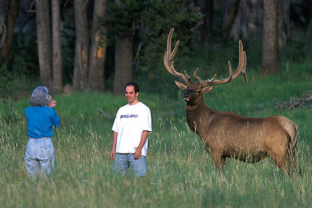 Yellowstone tourist by bull elk