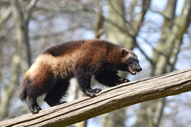 Carnivore Care