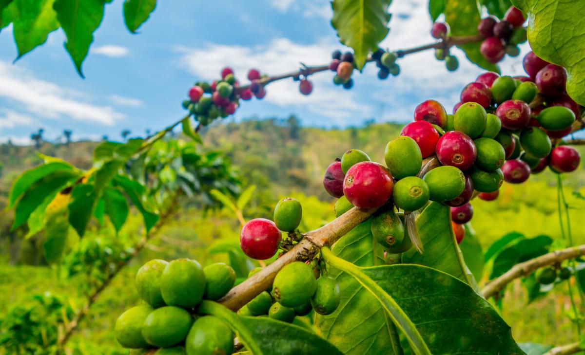 Major crop growing regions are shifting as the climate warms