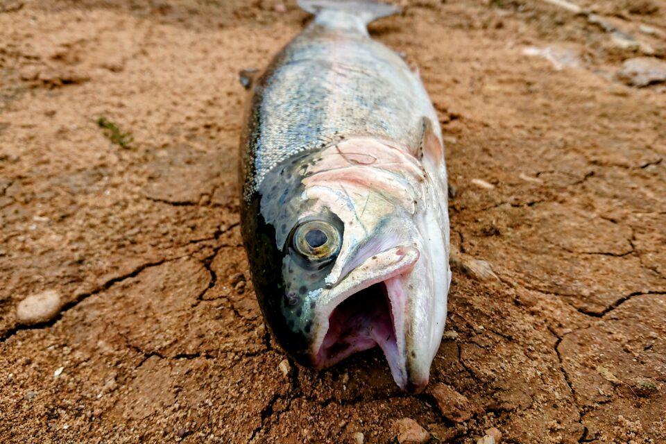 How does a fish survive in the desert?