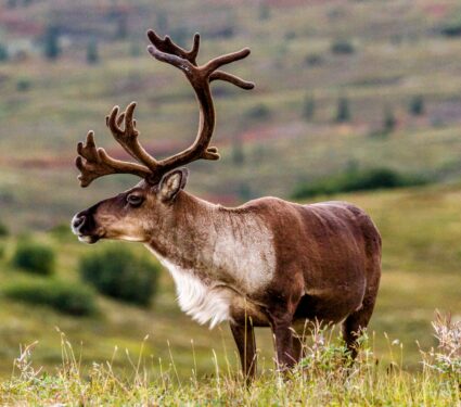 Caribou.jpg