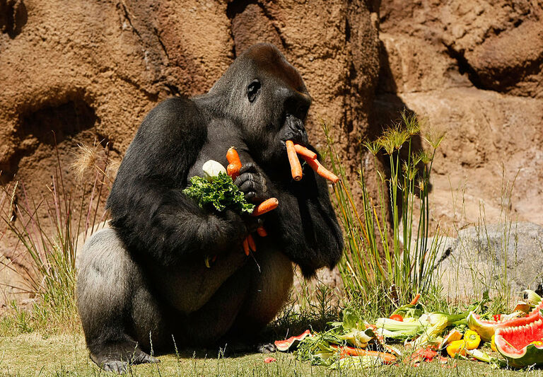 The Wrong Kind of Lunch