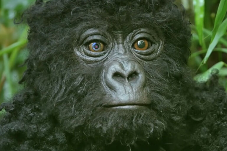 Gorilla Spy Cam