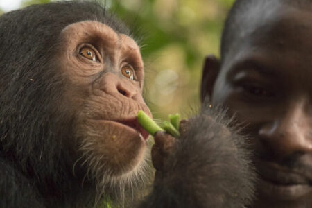 2022/01/gorilla-staff-hands3b-768w.jpg