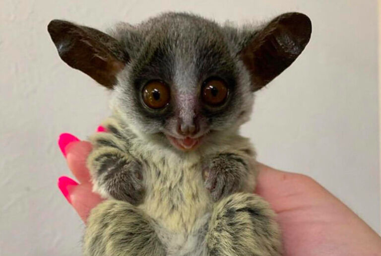 Bush Baby Buddies