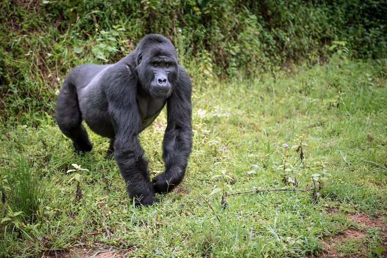 Alpha Male
