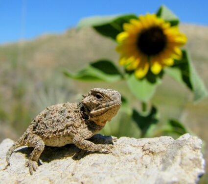 Horned-lizard.jpg