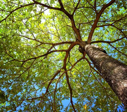 2022/01/Trees2.jpg