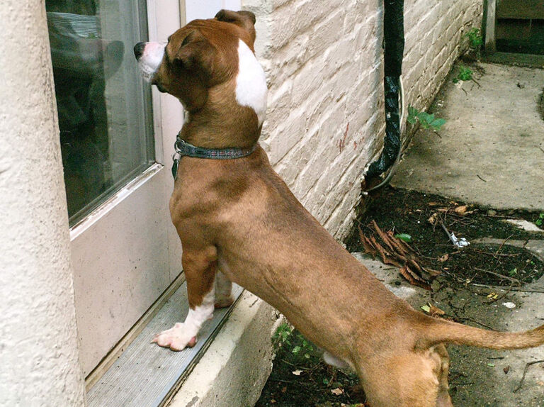 Glued To The Window