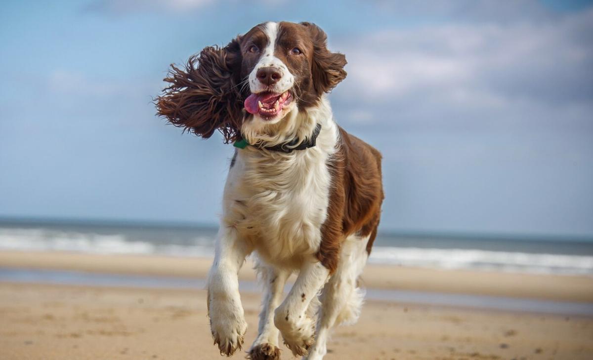 Dog personalities influence their hierarchical position